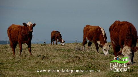 DOS EÓLICOS VIRA P FAZENDA_Moment.00_04_32_16.Quadro526_7f744306a7f84b2bad650b21d28371bab4b6a602.jpg